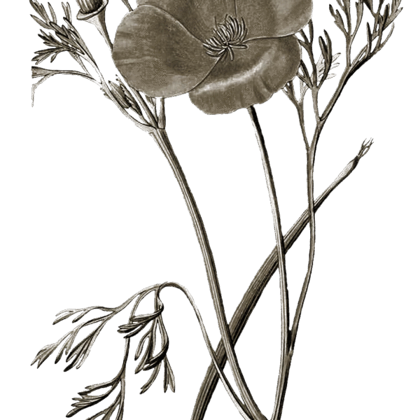 imgi_10_plant